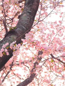 Pink cherry blossoms against a bright white sky.  The trunk and several branches of the cherry tree are visible through the blossoms.